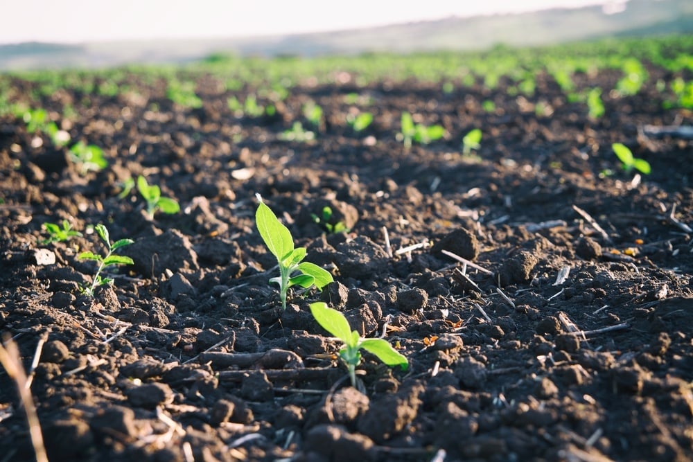 Plants beginning to sprout in a field -- Efficient Fertilizer Mixing: Selecting the Perfect Agricultural Mixer