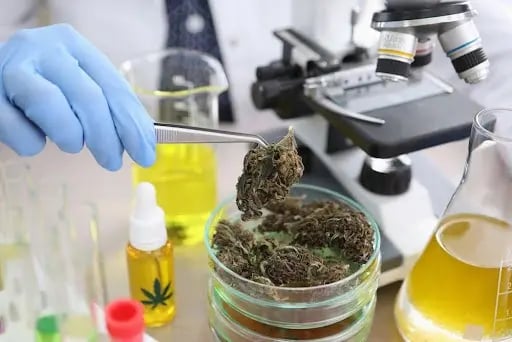 cannabis-processing-equipment